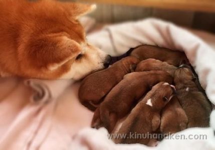 15027925 1449070415121234 7185375439664078404 n