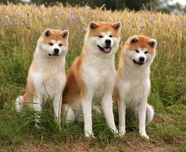 67079732 2750523418309254 3532685943276306432 o