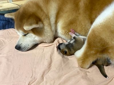 Photo 02.04.20  18 33 42