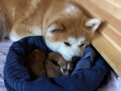 Photo 31.03.20  18 59 09