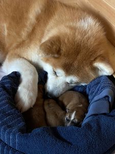 Photo 31.03.20  19 01 14