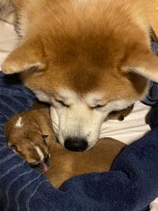 Photo 31.03.20  20 26 04