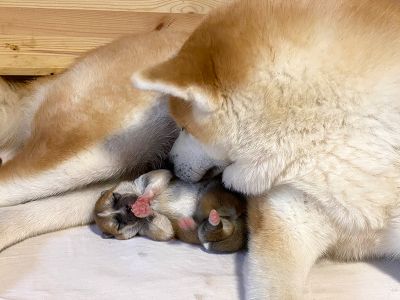 Photo 03.04.20  18 24 39