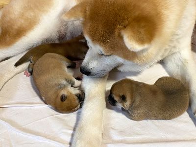 Photo 03.04.20  18 27 15