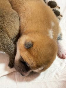 Photo 03.04.20  18 37 35