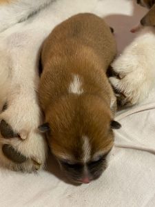 Photo 03.04.20  18 38 30