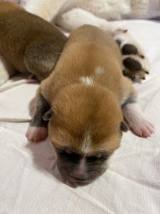 Photo 03.04.20  18 42 41