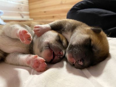 Photo 03.04.20  18 44 39