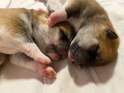 Photo 03.04.20  18 45 40