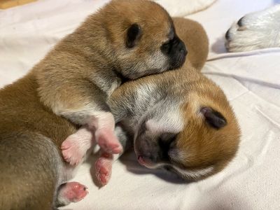 Photo 03.04.20  18 47 27