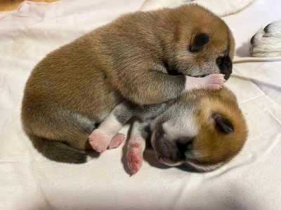 Photo 03.04.20  18 47 33