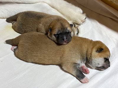 Photo 03.04.20  22 57 48