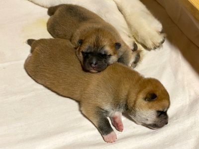 Photo 03.04.20  22 57 55