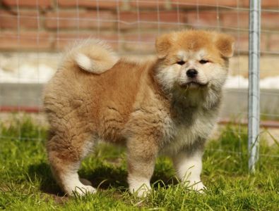 98605379 3430743346953921 9220686312200208384 n