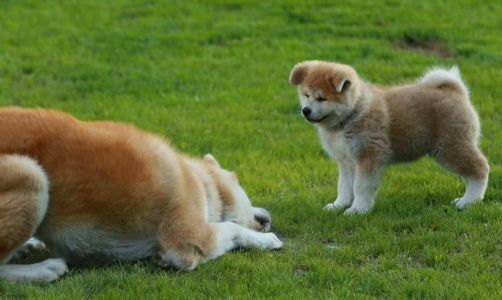 101403646 3465021153526140 6874768011119558656 n