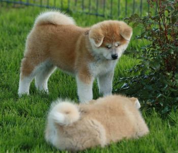 101855264 3460770390617883 275161915951415296 n