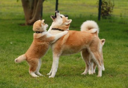 101961156 3478852845476304 8895905437942022144 n