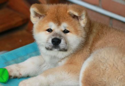 102310153 3478852938809628 4255197560991383552 n