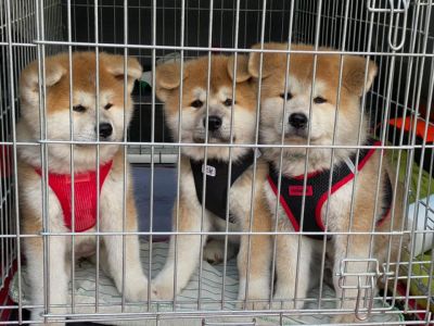 102570861 3483115821716673 5530163177535377169 n