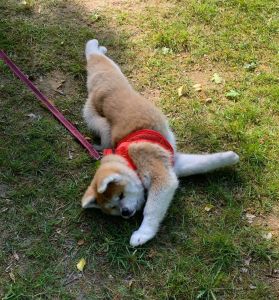 102847600 3483116391716616 4464918789907617196 n