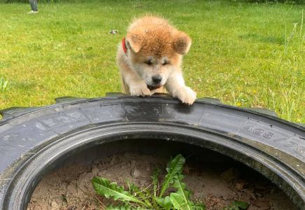 103157694 3483115898383332 4839092489712935212 n