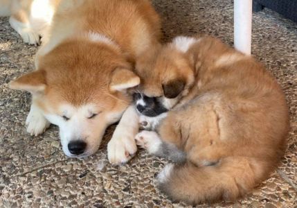 191680921 4526199077408337 3392407434736084887 n