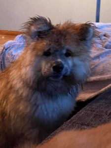 218435612 4703636722997904 2210706133050224113 n