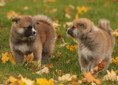 253613498 5021117647916475 6638900280574255465 n